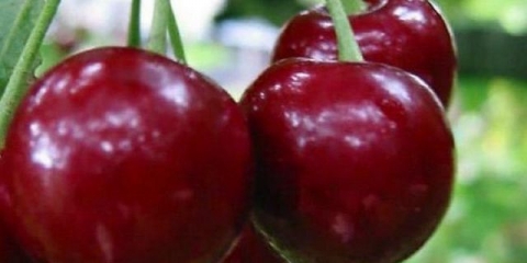 Kako se riješiti izrastanja trešanja na mjestu